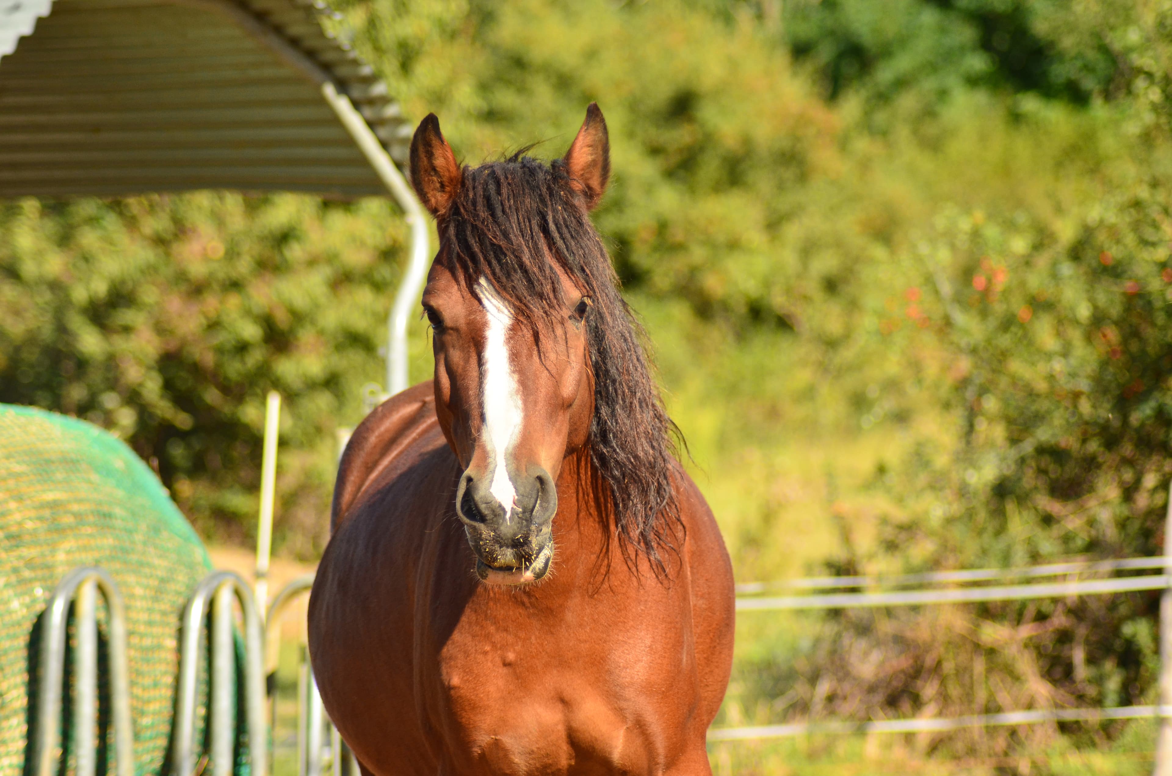 École d'Équitation Poney